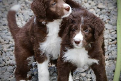 Bordoodle puppy in Canada